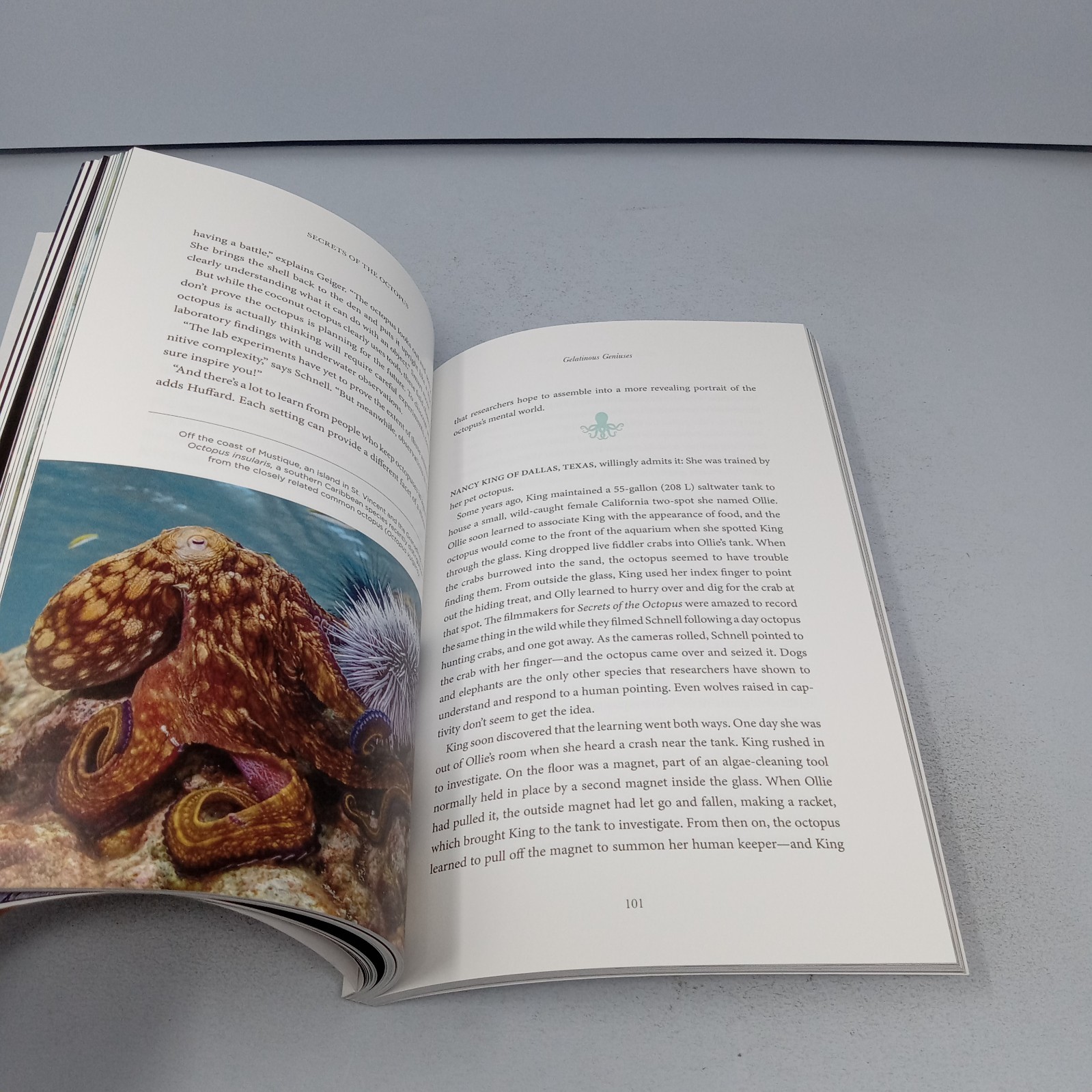 Secrets of the Octopus: 2024 National Geographic Paperback by Sy Montgomery