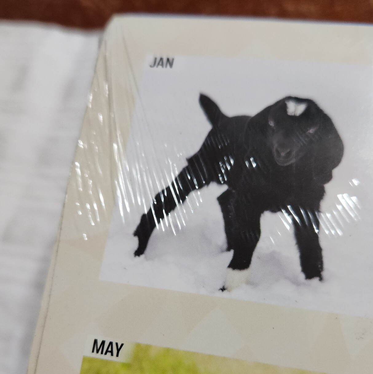 BROWN TROUT, BABY GOATS 2023 SQUARE WALL CALENDAR NEW FARM ANIMAL KID GOAT