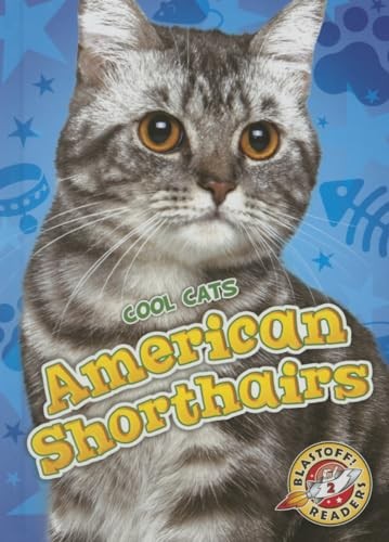 American Shorthairs Cool Cats – GOOD