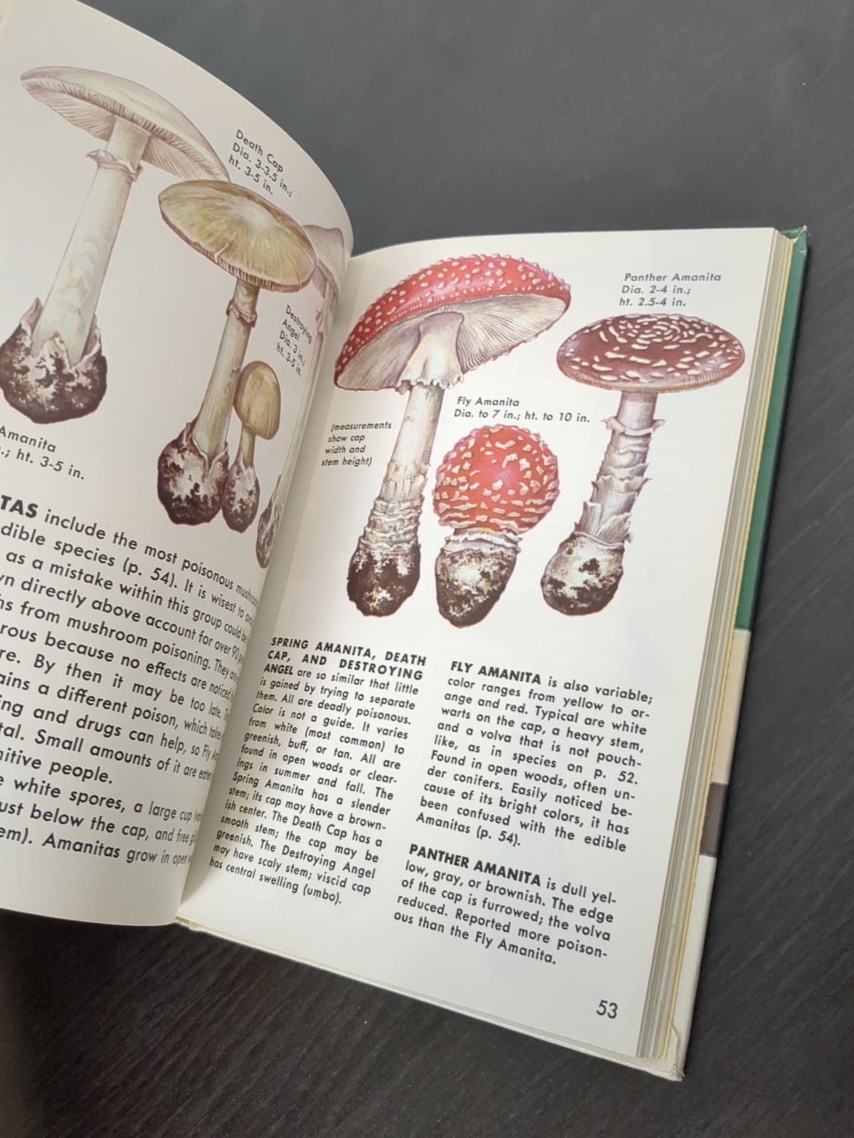 Non-Flowering Plants Golden Nature Guide Hardcover Book Mushrooms 1967