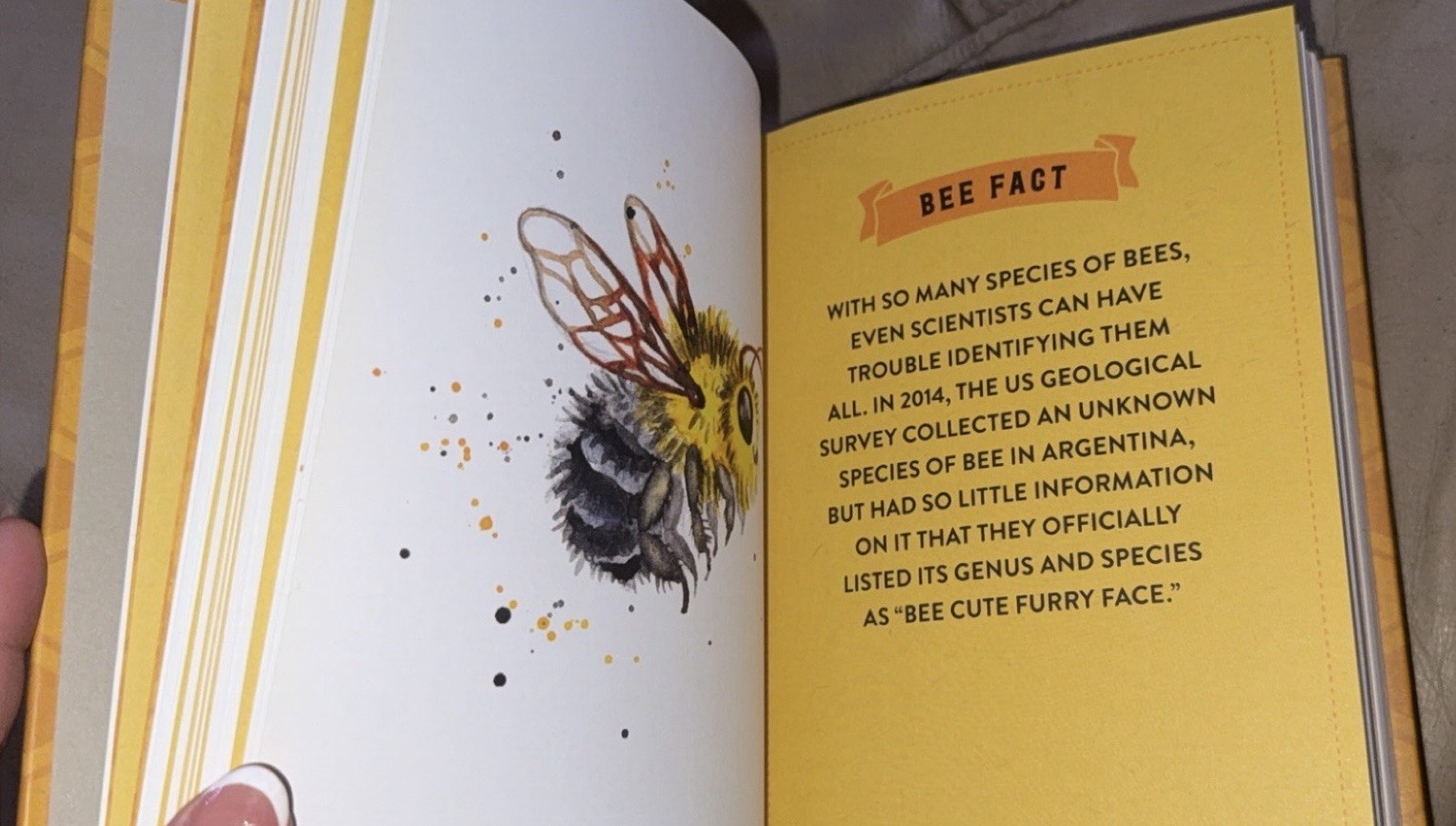 Hilary Kearney The Little Book of Bees Illustrated Guide Hardcover First Edition