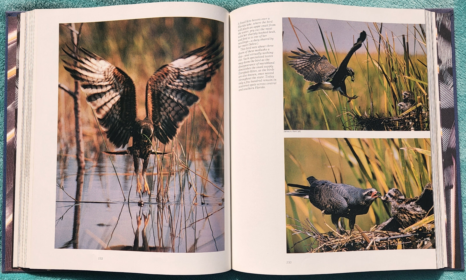 The Wonder of Birds Robert M. Poole 1983 Hardcover 280 Pages Of Amazing Birds