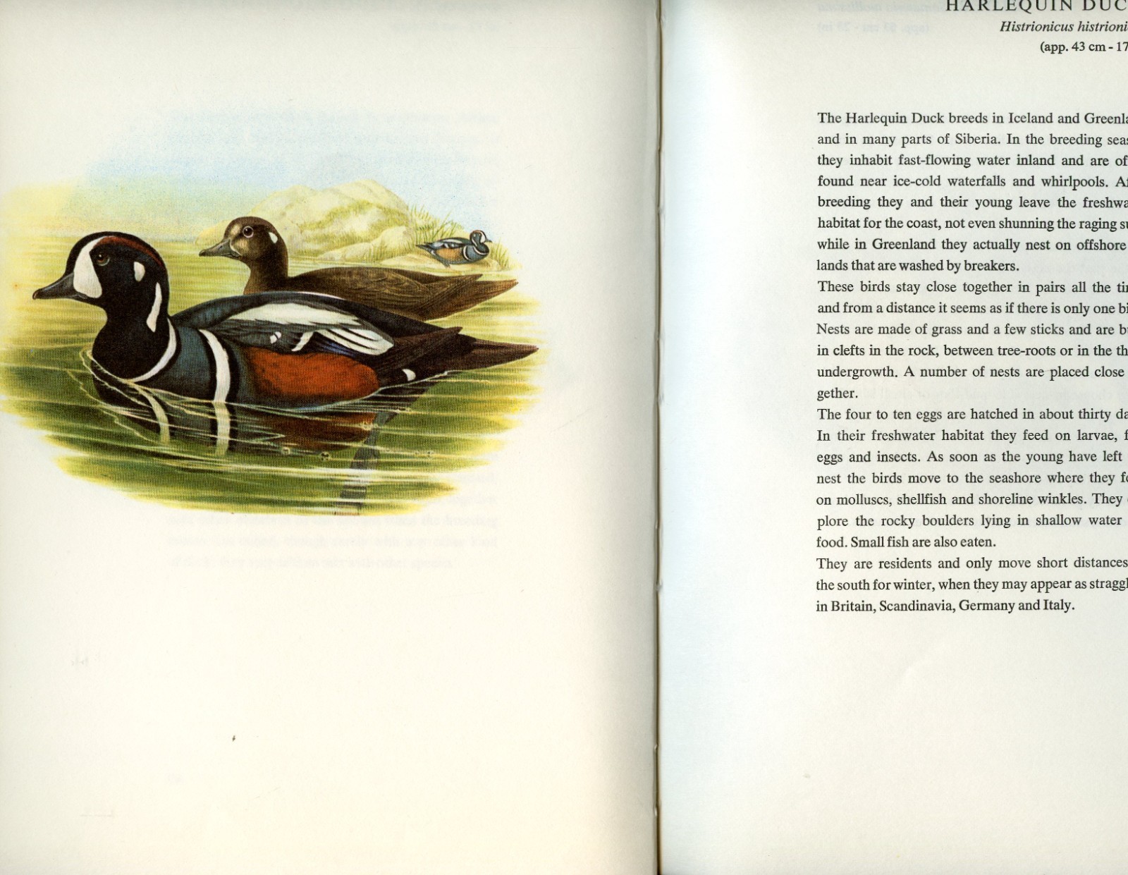 Birds of Europe, 160 color-plates from Lithographs of John Gould, 1966, HC Book