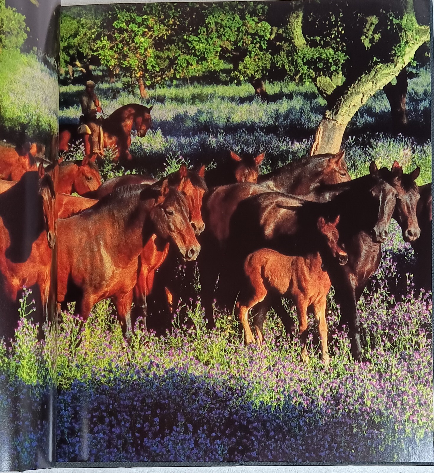 The Andalusian: A Portrait (Robert Vavra • 1st/1st • 1991 • Signed & Inscribed)