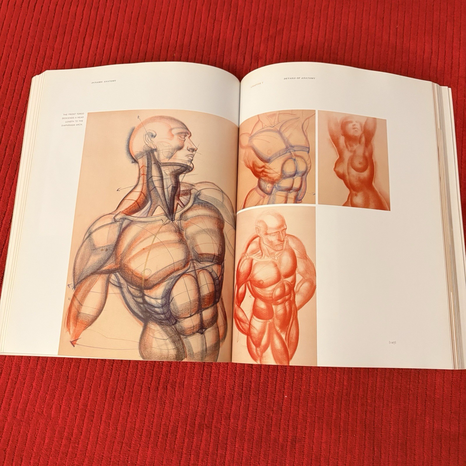 DYNAMIC ANATOMY: REVISED AND EXPANDED by Burne Hogarth—LIKE NEW