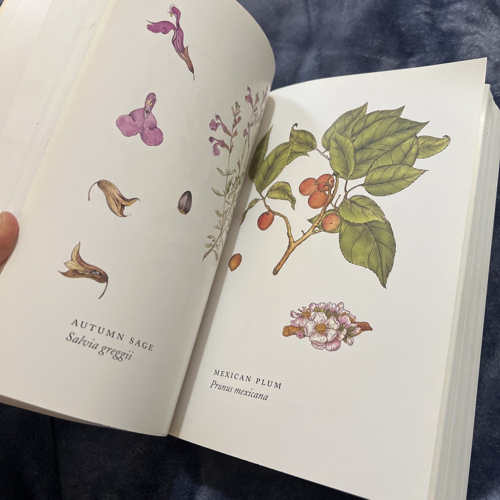 HOW TO GROW NATIVE PLANTS OF TEXAS AND THE SOUTHWEST JILL NOKES REVISED, UPDATED