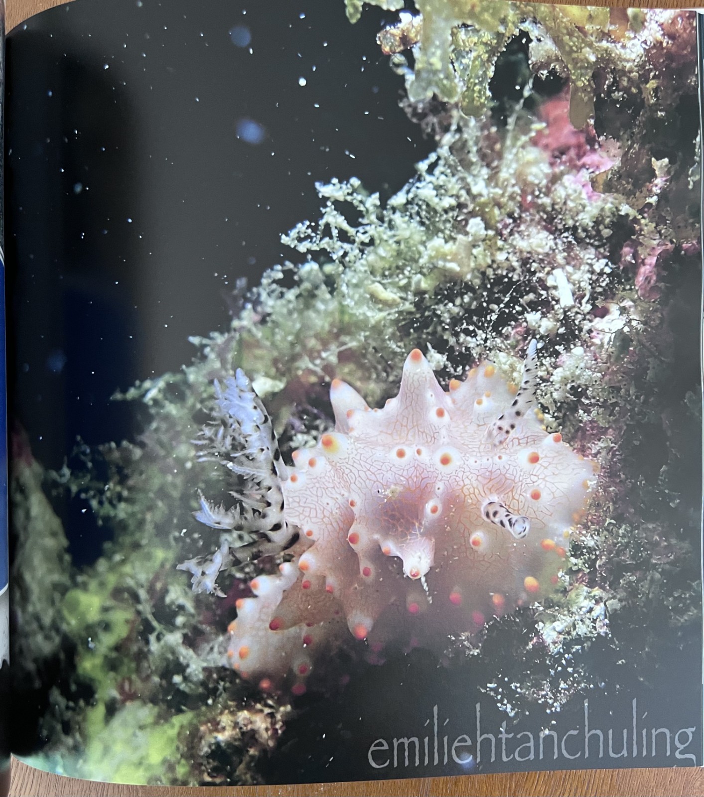 Philippines Diving: Anilao Batangas Verde Island Passage Coral Reef Photography