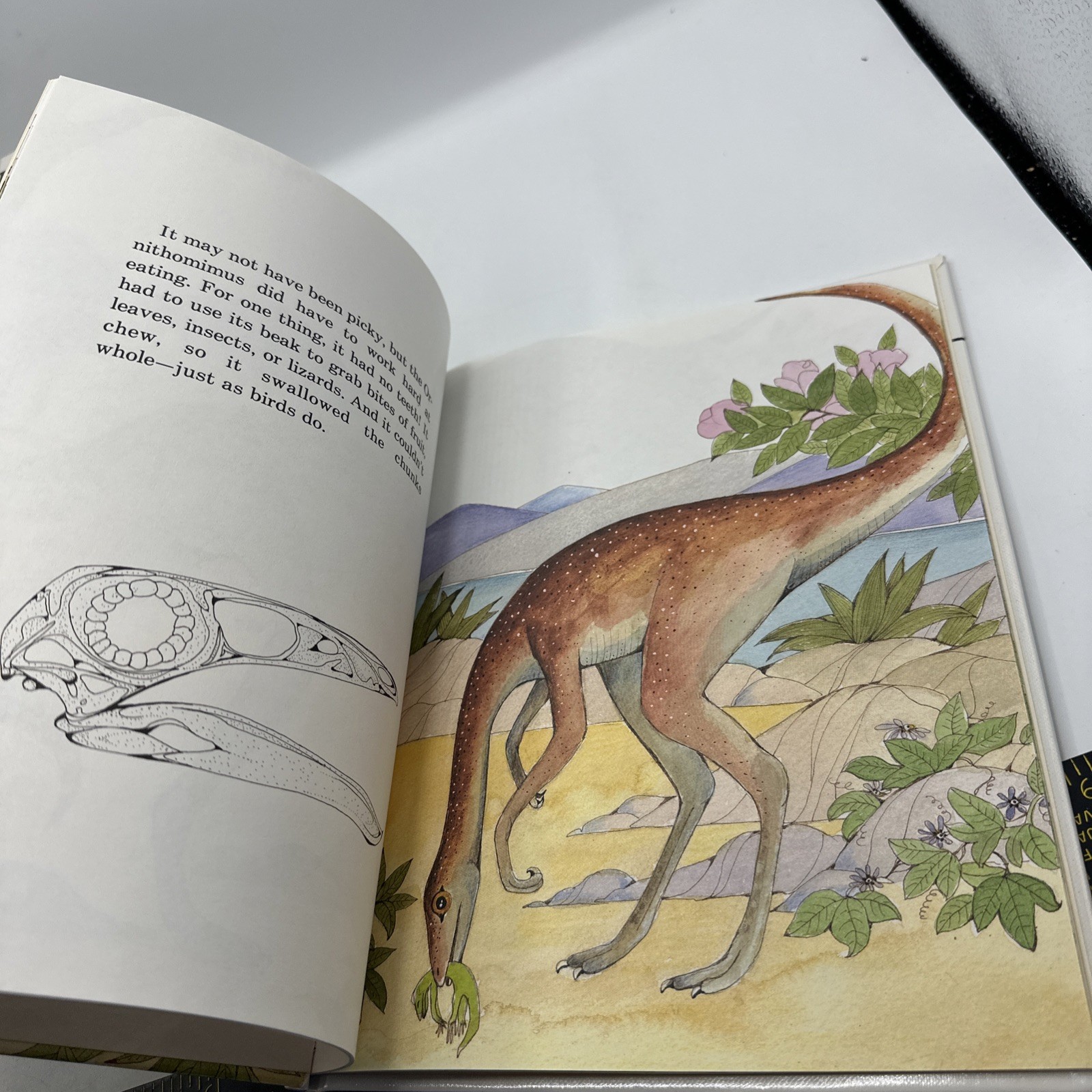 Dinosaur Hardcover Books 1991 Janet Riehecky The Child’s World Series 18 Books