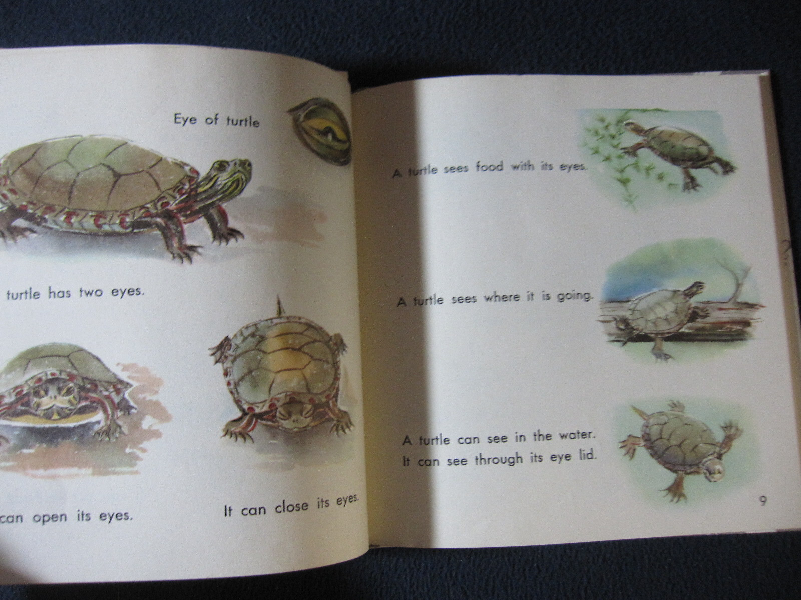 What is a Turtle [Hardcover] Gene Darby and Lucy and John Hawkinson