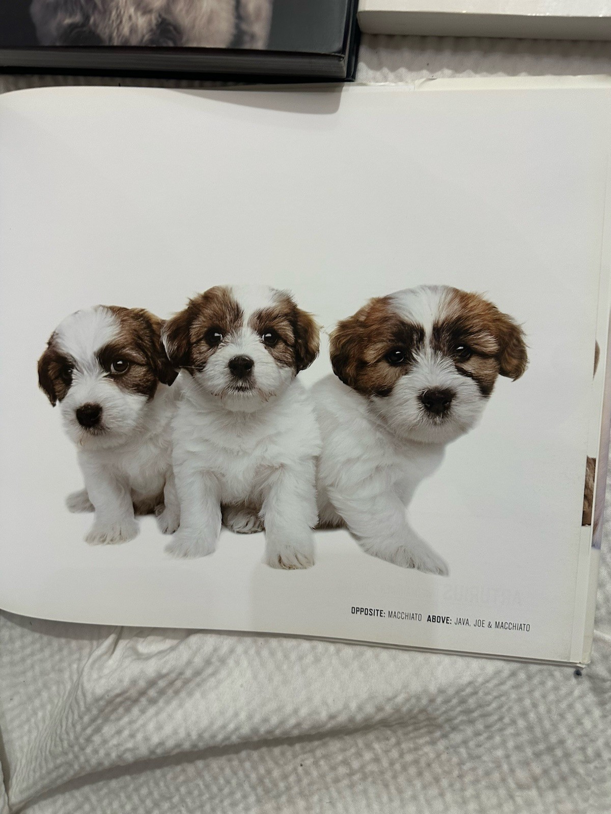 4 Dog Books