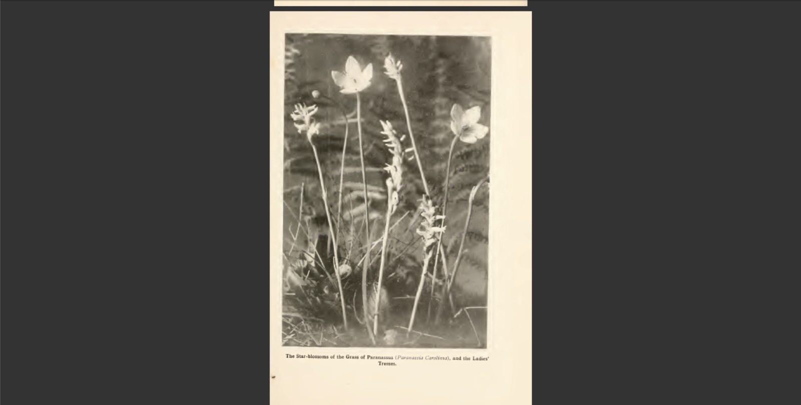 Bog-trotting for orchids by Niles, Grace Greylock 1904 Reprint
