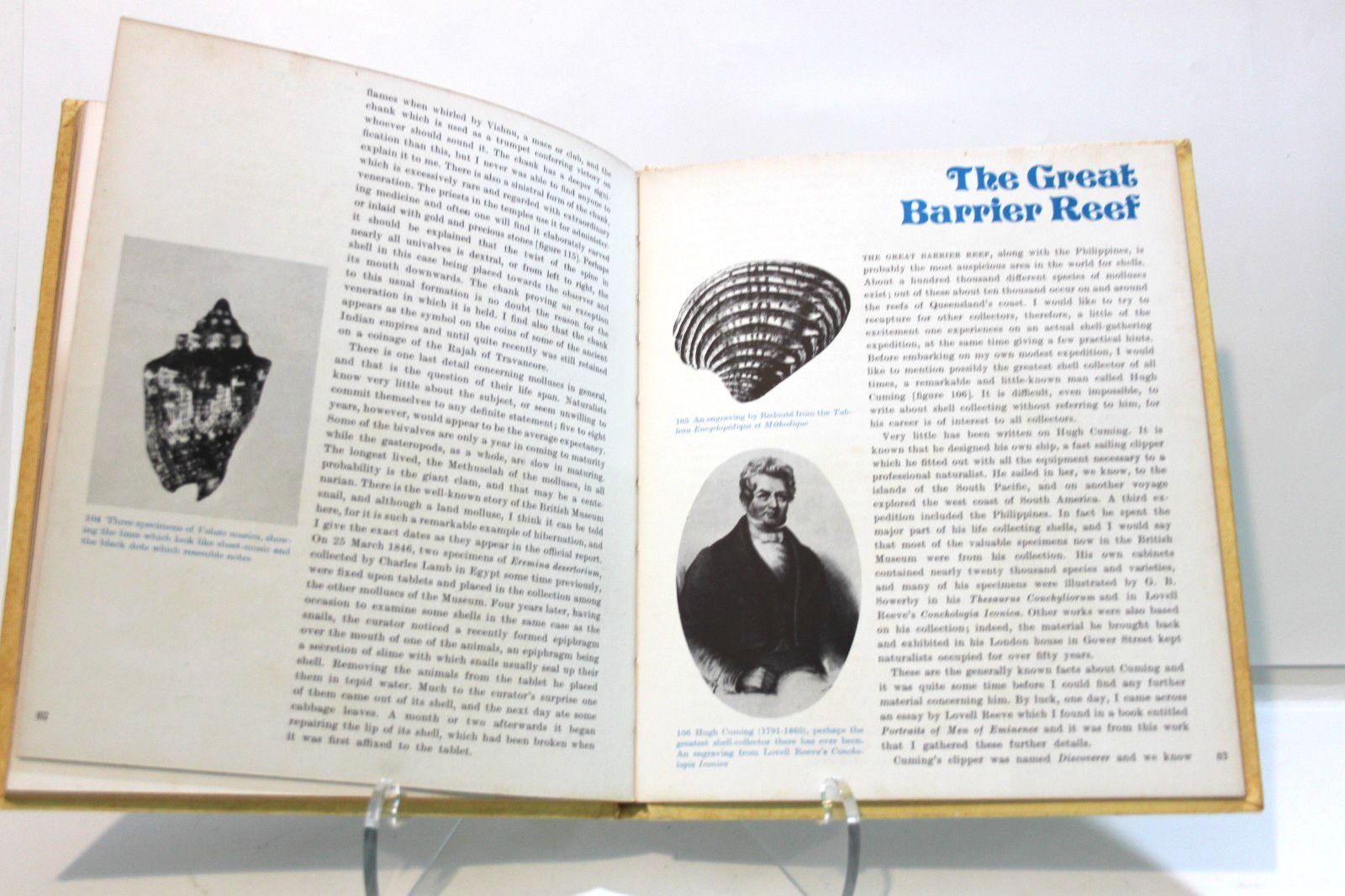 Vintage Shells Roderick Cameron 1972 Octopus HC Illustrated Sea Shell Ref Book