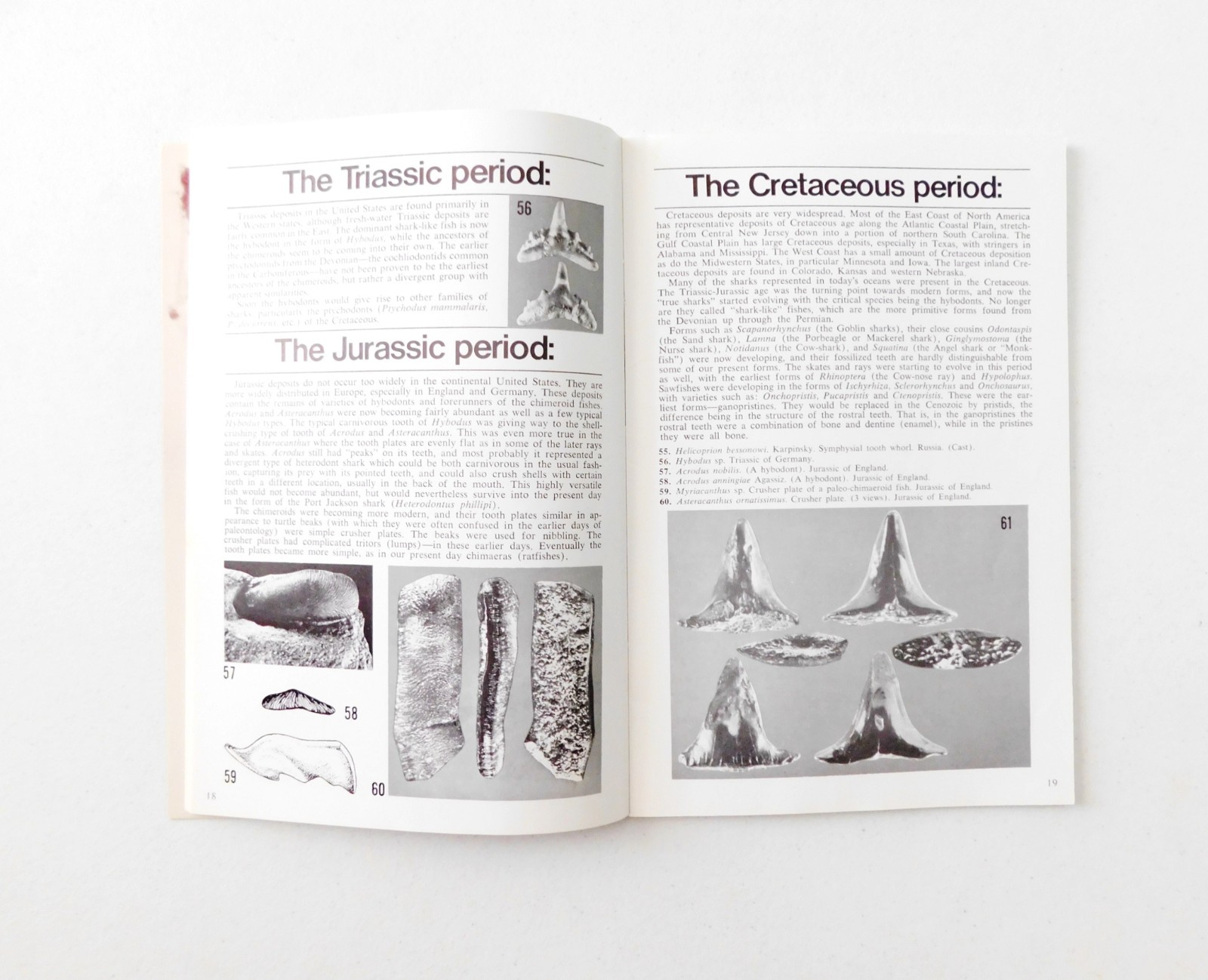 Fossil Sharks: a pictorial review by Gerard R. Case 1973 Signed 1st Printing