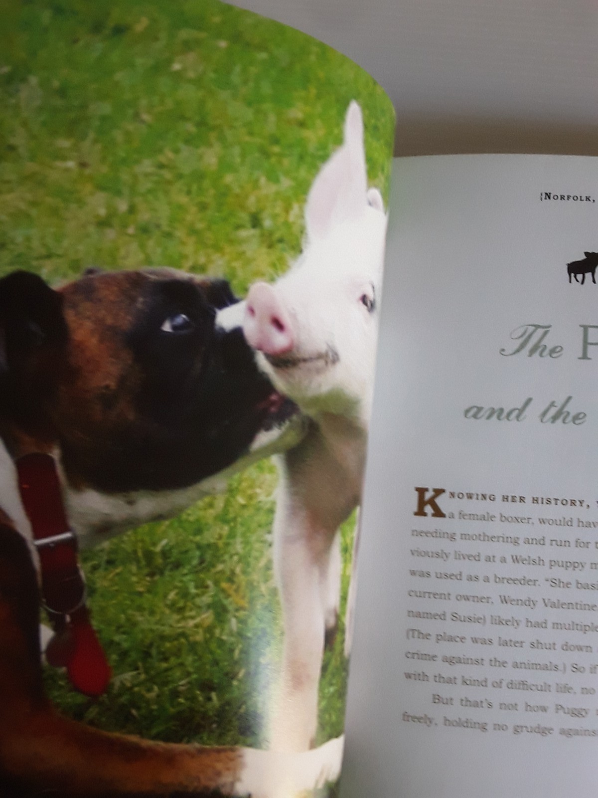Unlikely Loves By Jennifer S. Holland 43 Heartwarming True Stories Animals Pets