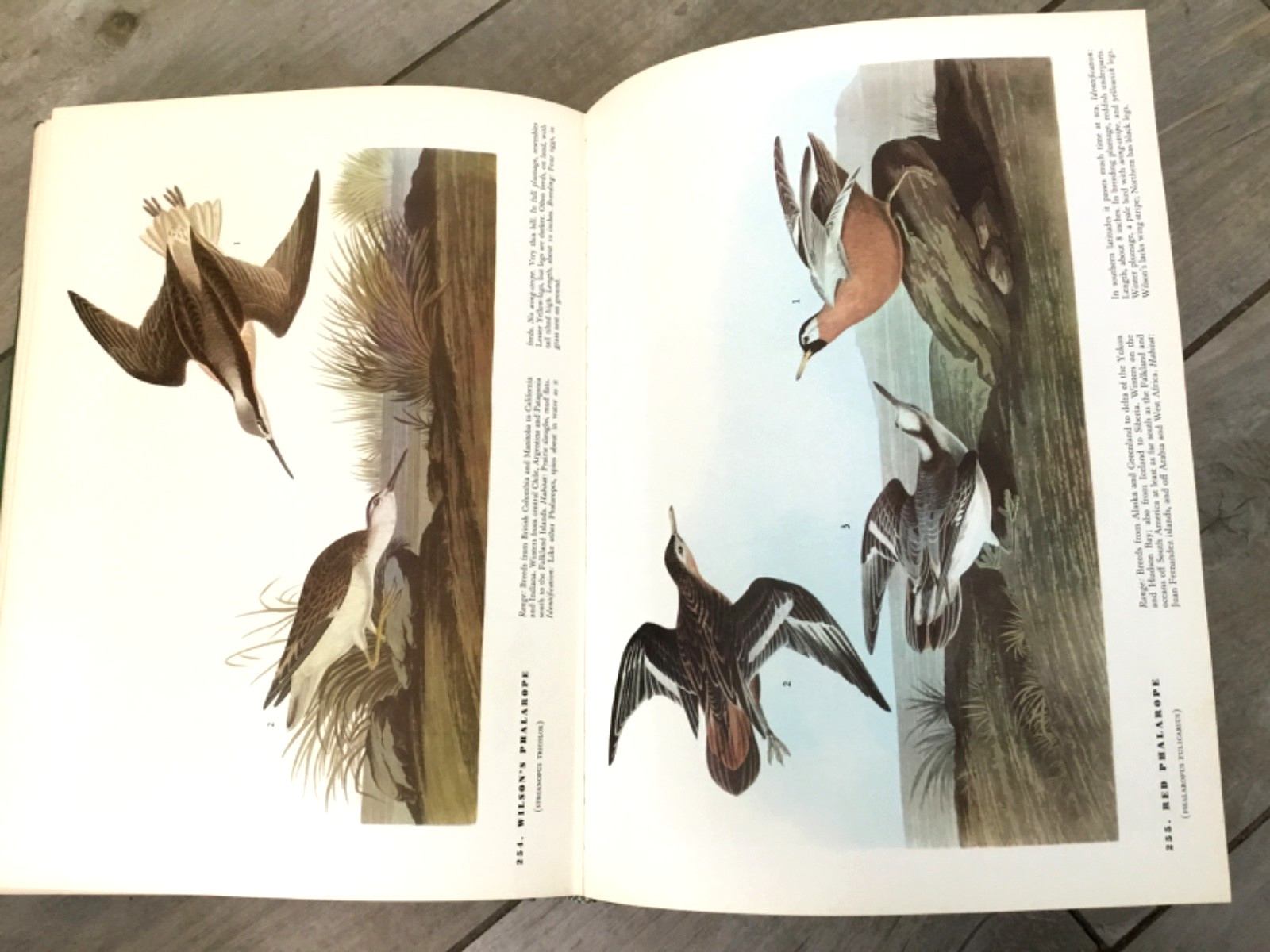 BIRDS OF AMERICA John Audubon McMillan Co Color Plate Prints 10th Printing 1974