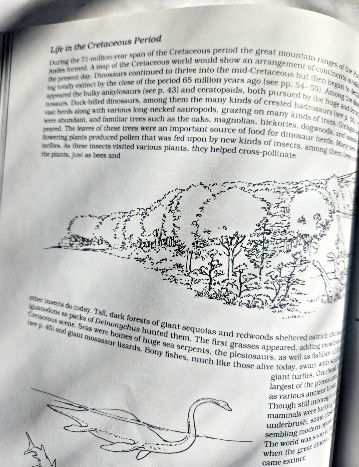 A Field Guide to Dinosaurs Coloring Book – Like New/Unused Vintage 1989 Rare PB