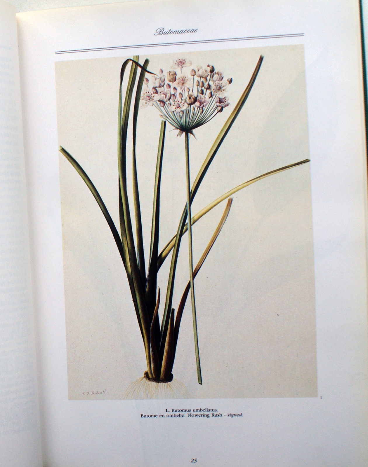 A REDOUTE TREASURY: 468 WATERCOLOURS FROM LES LILIACEES, Pierre Joseph [399]