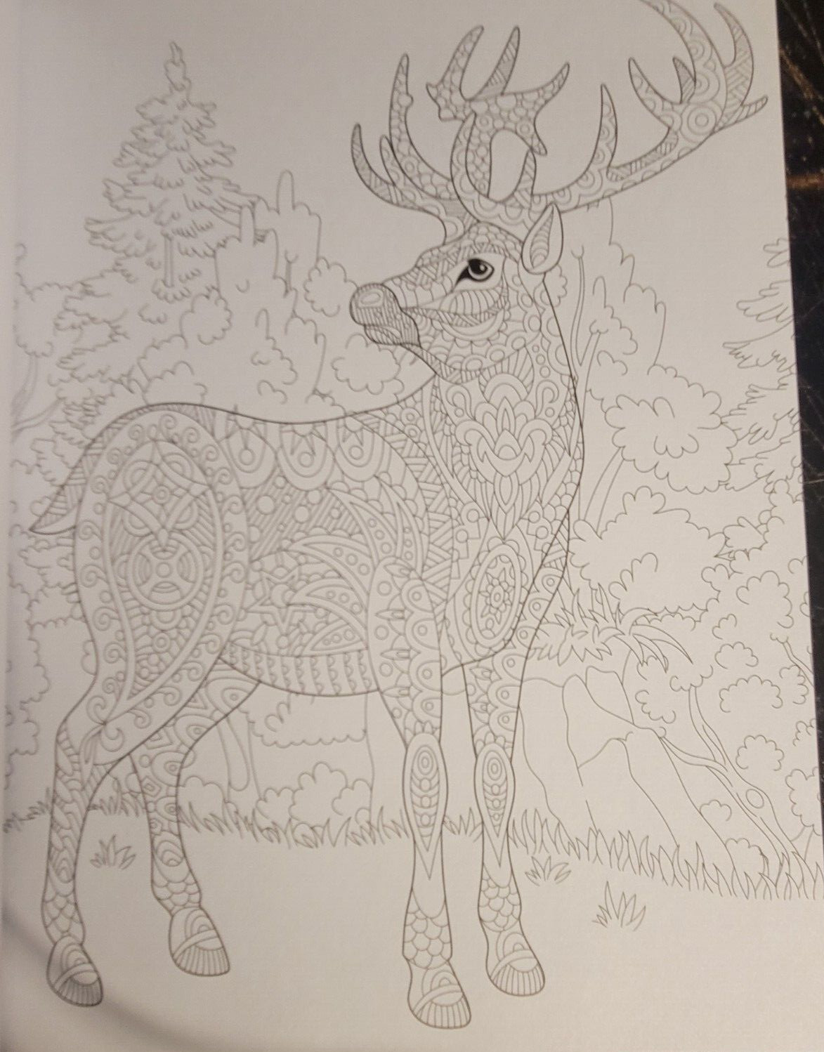 COLORS OF THE WILD Vol. 21 Adult Coloring Book With 47 Prints Ready To Frame!