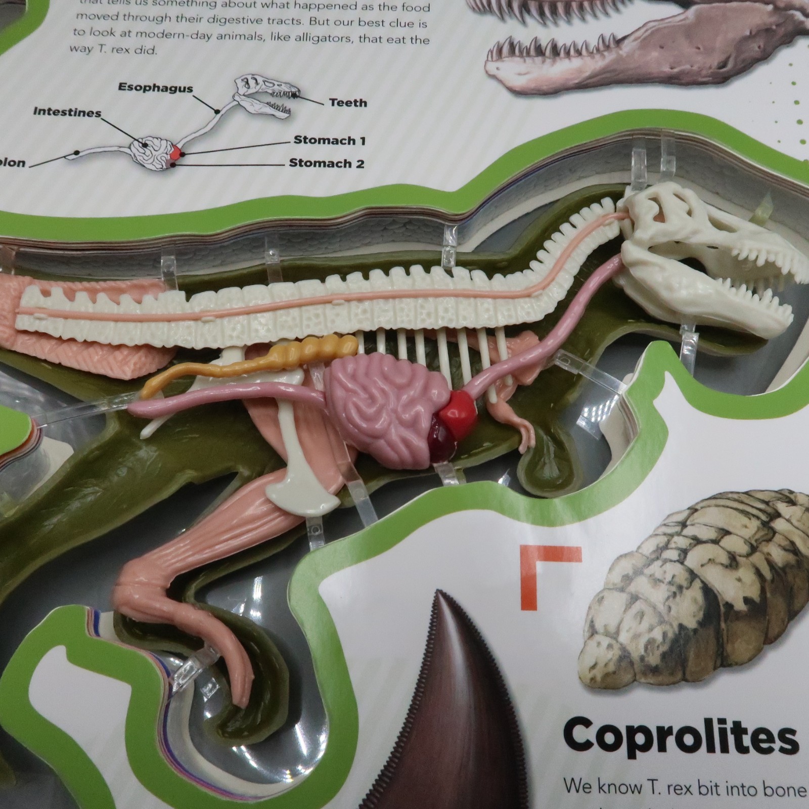 Uncover a T-Rex: An Uncover It Book Board Book By Schatz Dennis 3D