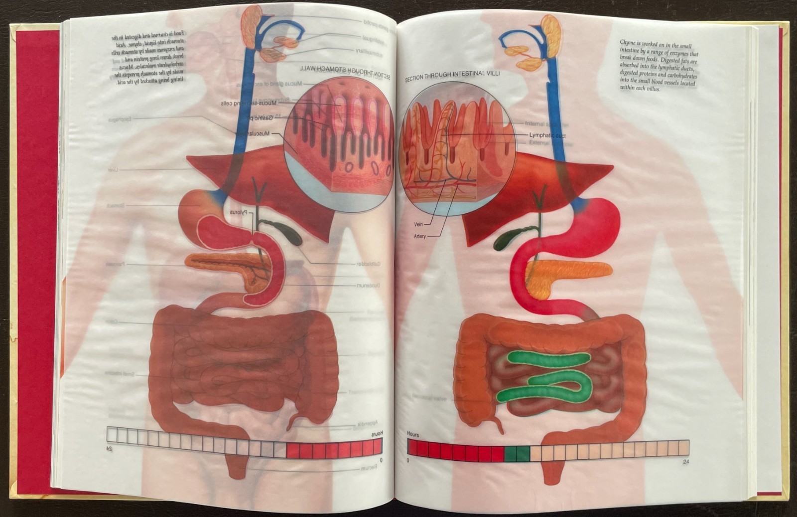 THE HUMAN BODY Complete Set. Vol 1-20. 1985. Torstar. Good Condition