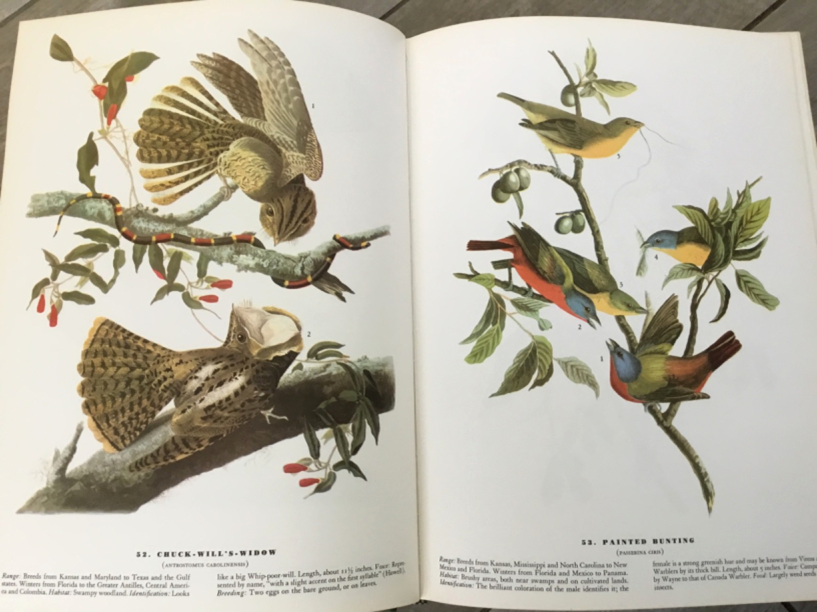 BIRDS OF AMERICA John Audubon McMillan Co Color Plate Prints 10th Printing 1974