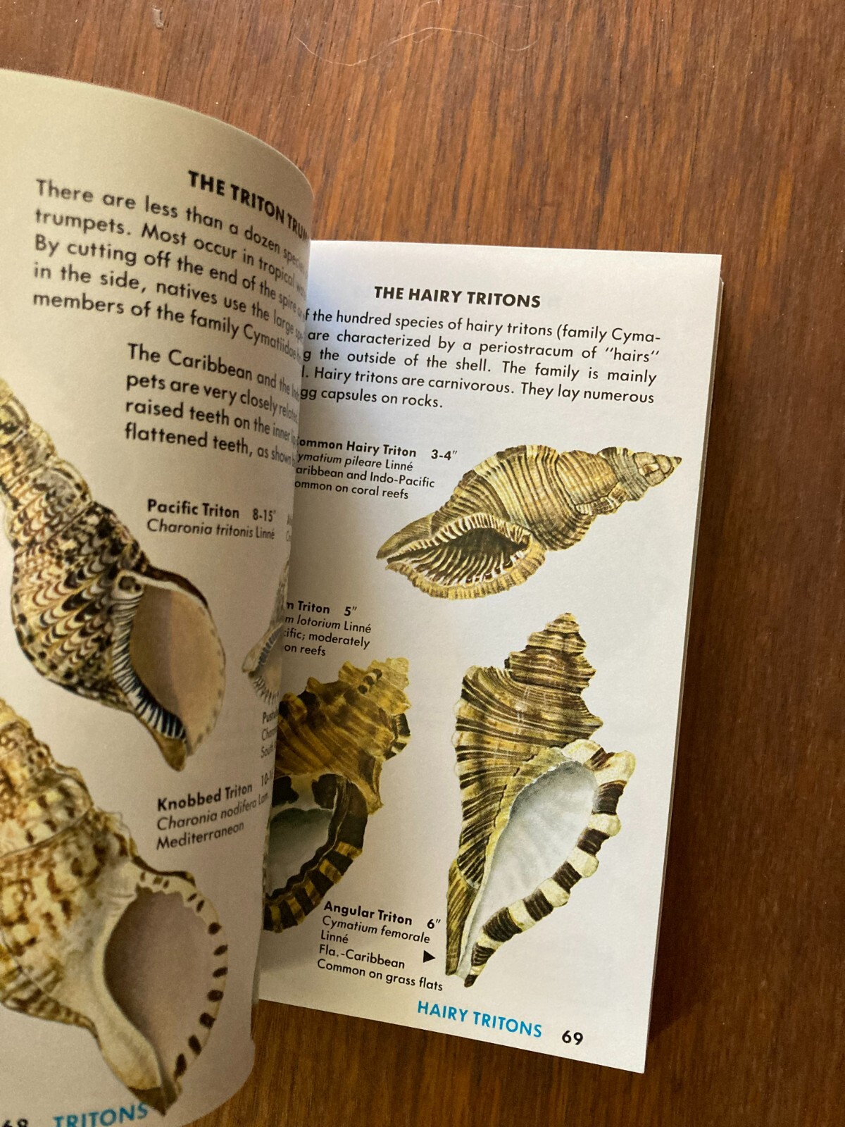 A Golden Guide from St. Martin’s Press Seashells of the World Life Tucker Abbott