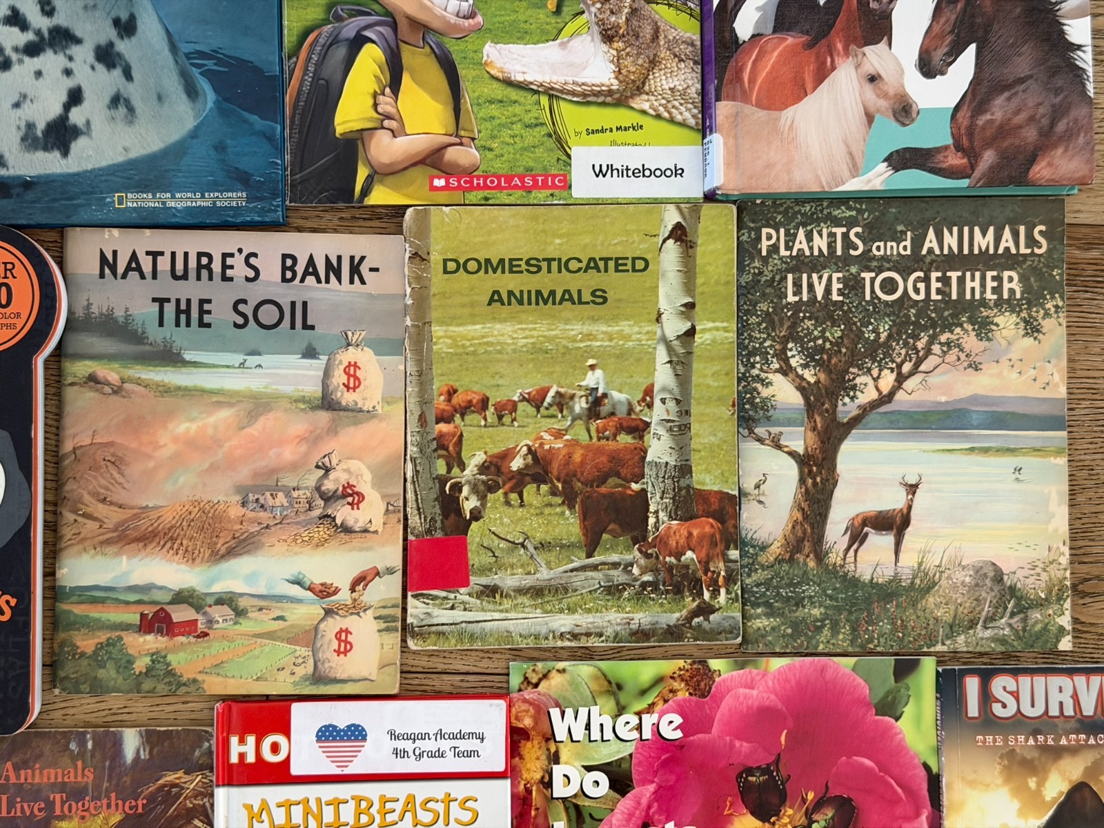 Lot of 15 Children’s Animal animals Picture Books Homeschool Sharks, Reptiles…
