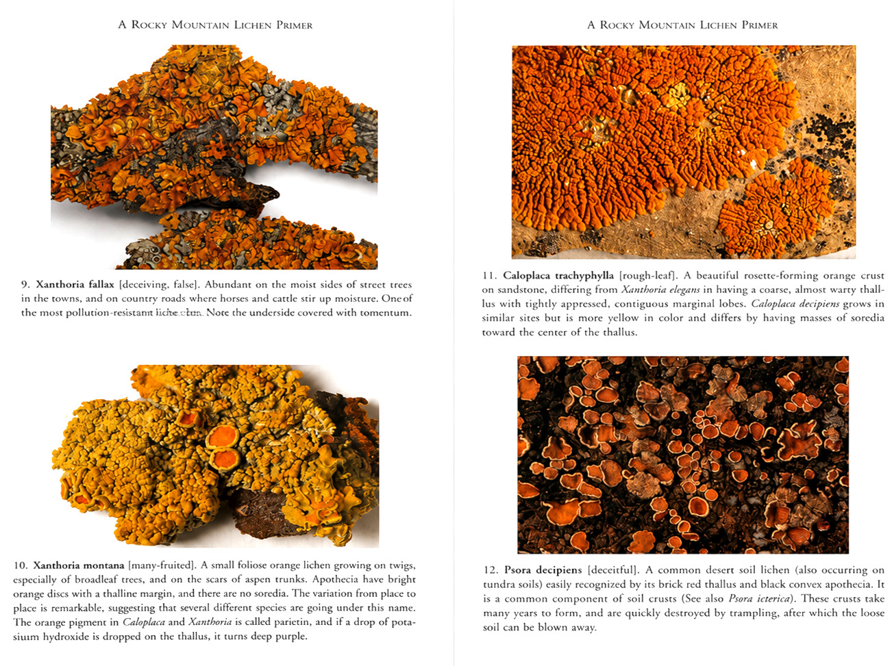 A Rocky Mountain Lichen Primer Nature Field Guide Colorado PB Like N.