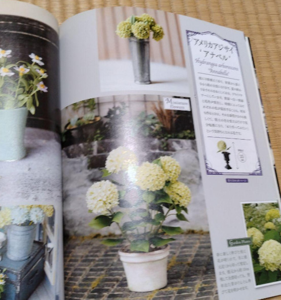 Miniature Flower Lesson miniature artist Yukari Miyazaki – Japanese Craft Book
