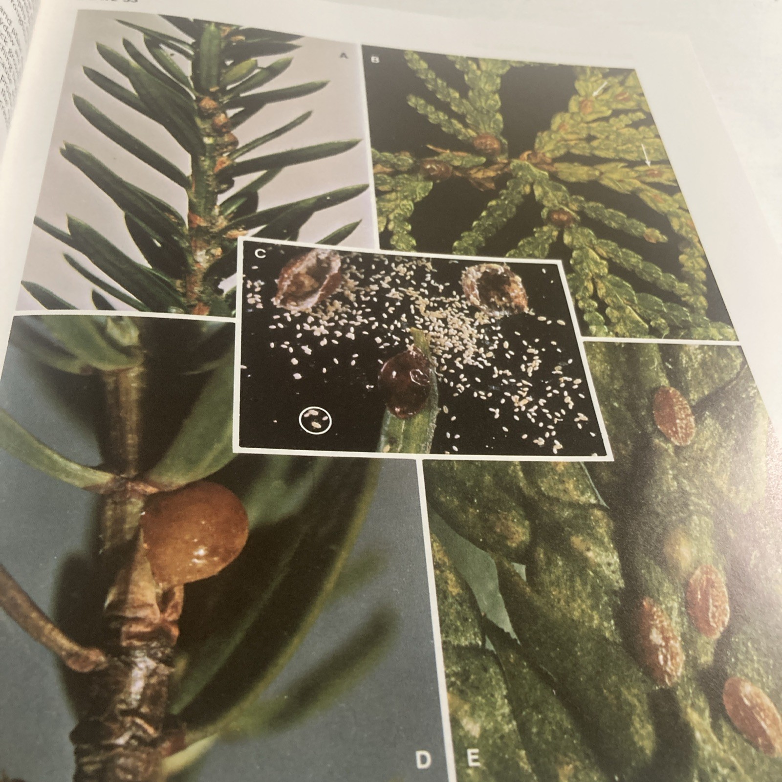 Insects That Feed On Trees and Shrubs by Warren Johnson + Howard H. Lyon HC/DJ
