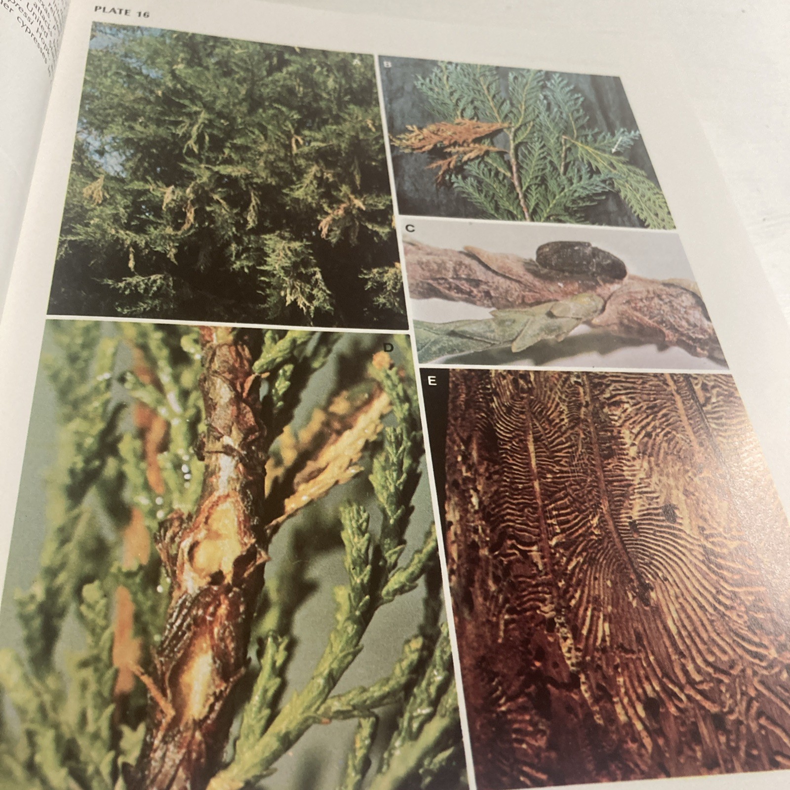 Insects That Feed On Trees and Shrubs by Warren Johnson + Howard H. Lyon HC/DJ