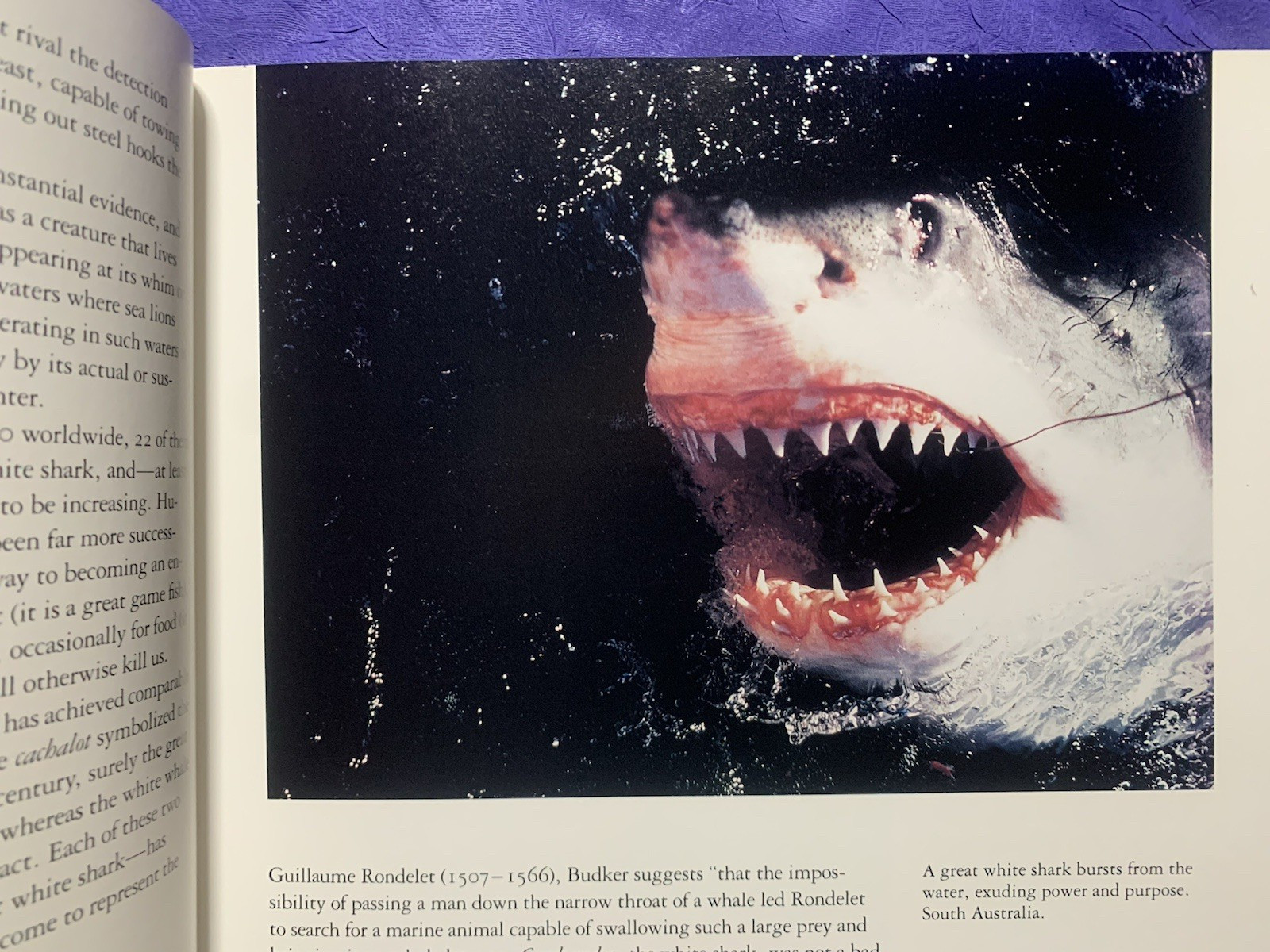 GREAT WHITE SHARK By Richard Ellis & John E. Mccosker – Hardcover w/ Dust Jacket