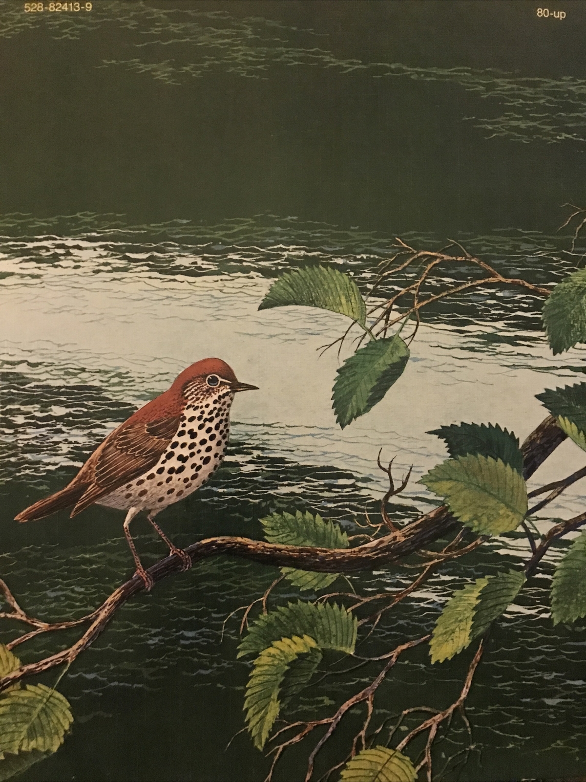 Album of Birds by Tom McGowen, Rod Ruth – Drawings & Color Illustration￼￼￼￼s