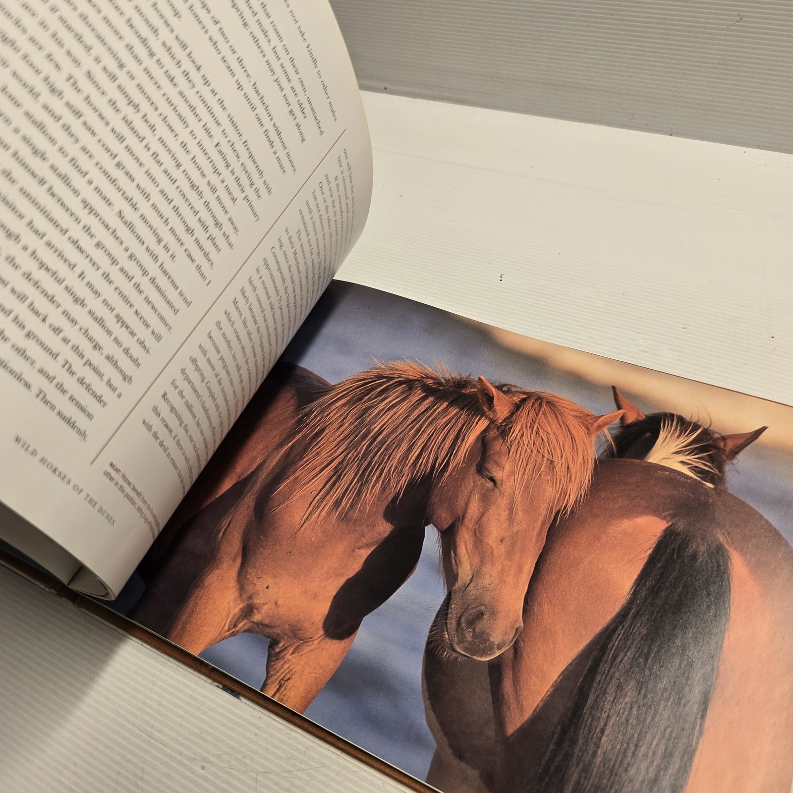 Wild Horses of the Dunes by Rich Pomerantz Hardcover Photography Book Nature