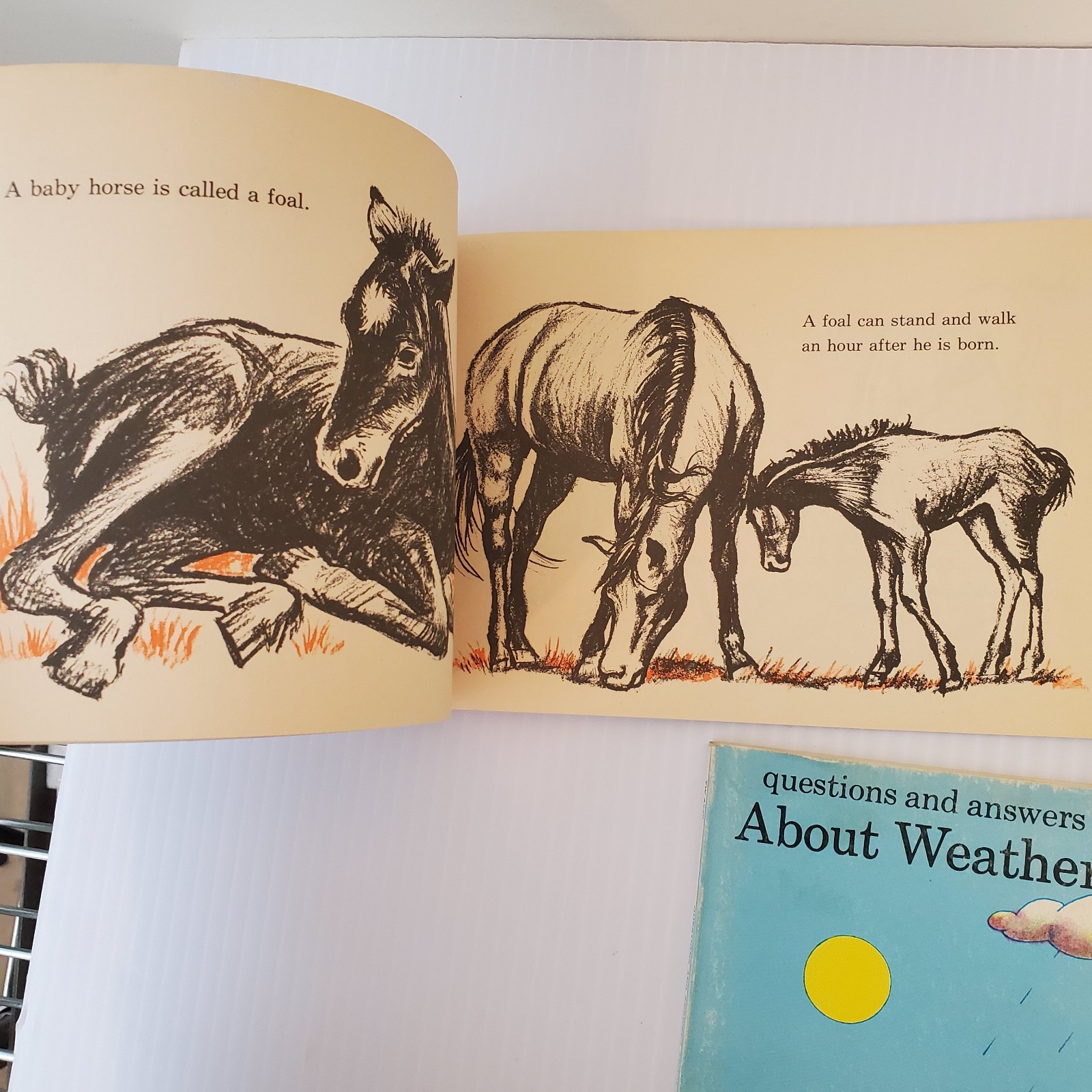 Lot of 3 Scholastic Books Horses Richard Harris, Sharks Tinkelman, About Weather