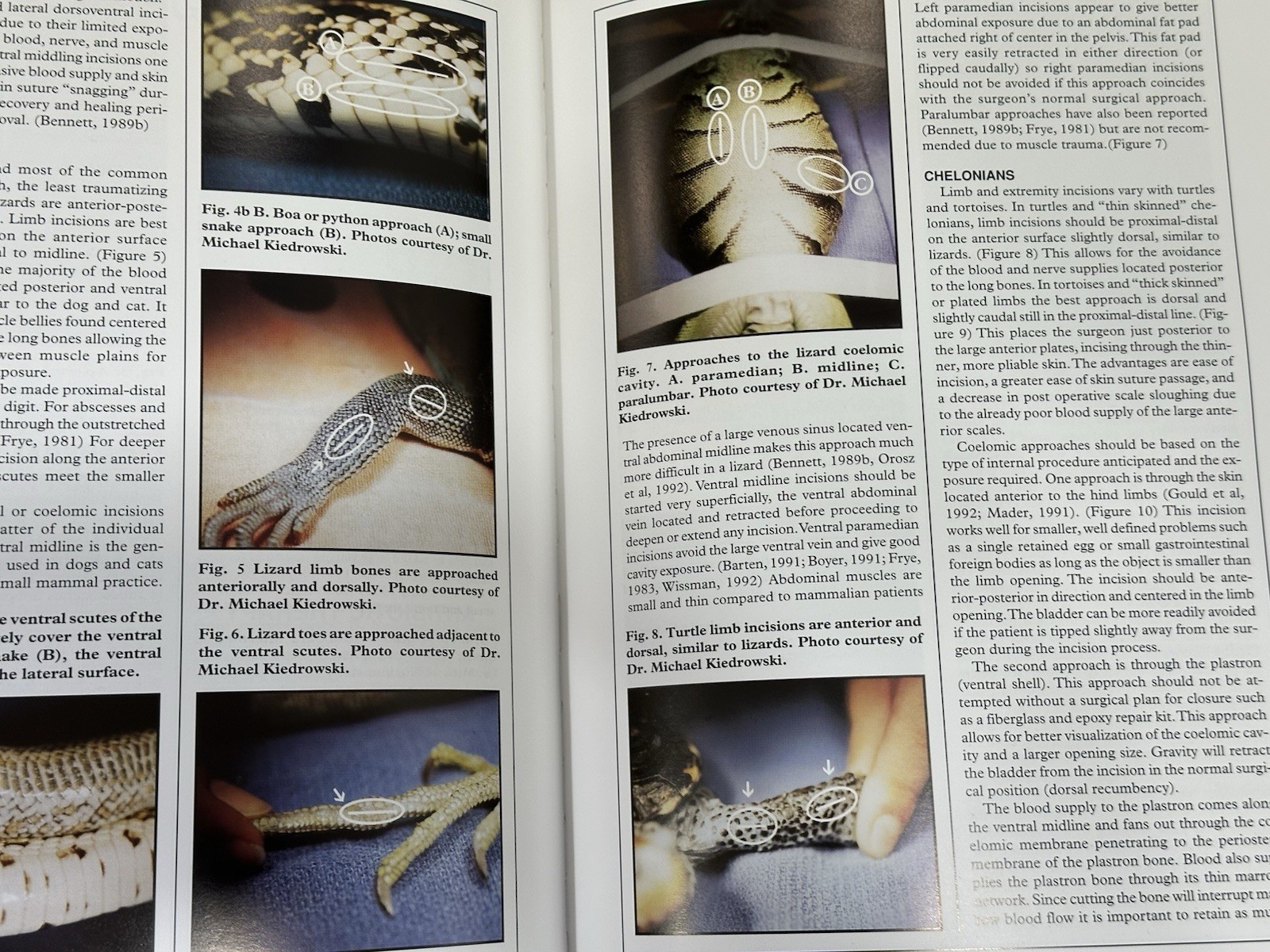Health Care of Reptiles Vol. 3 (Biology, Husbandry and Health Care Hard Cover