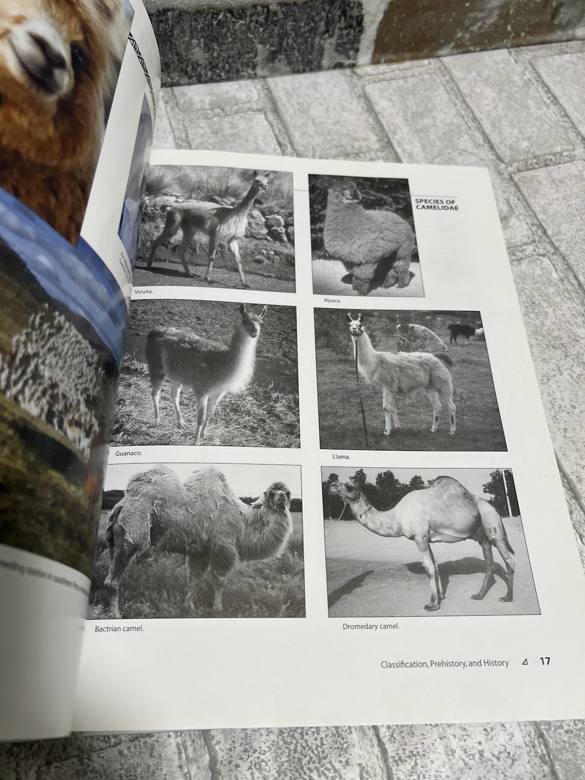 The Complete Alpaca Book: Behavior, Diet, Fiber, Genetics, 2003 (1st Ed)