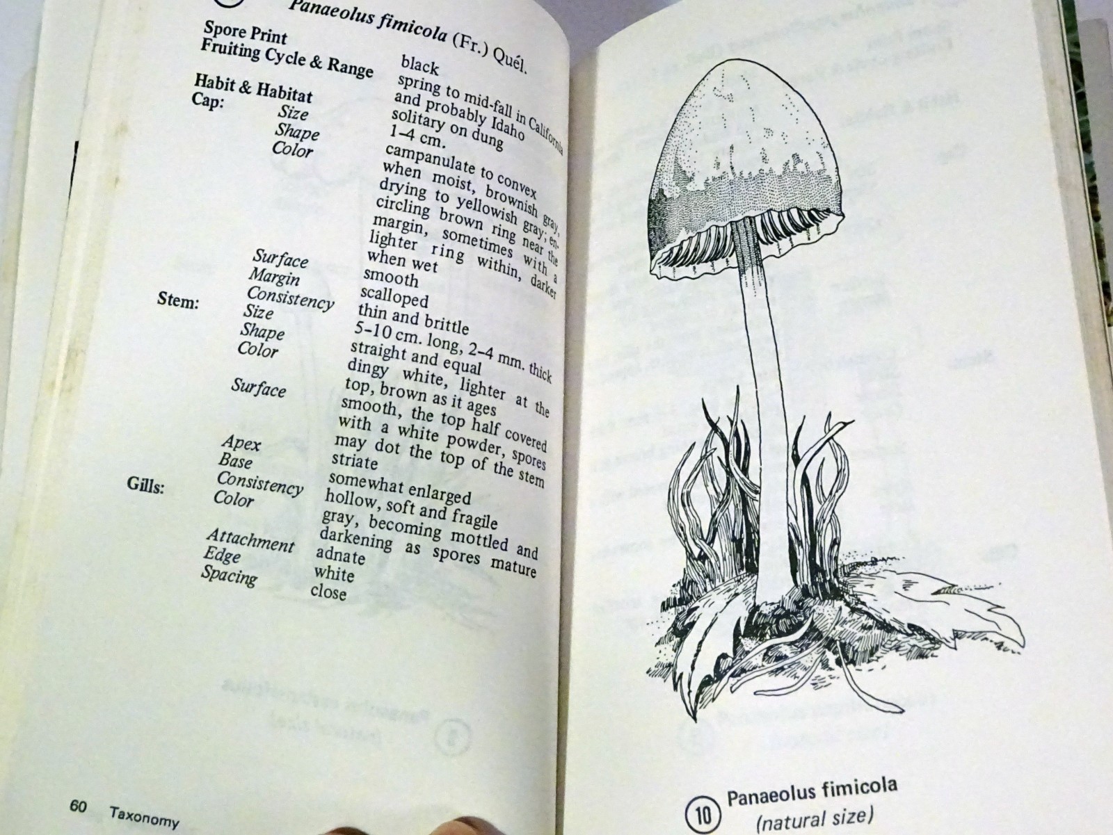 1984 MAGIC MUSHROOM HANDBOOK: Hallucinogenic & Poisonous Mushroom FIELD GUIDE