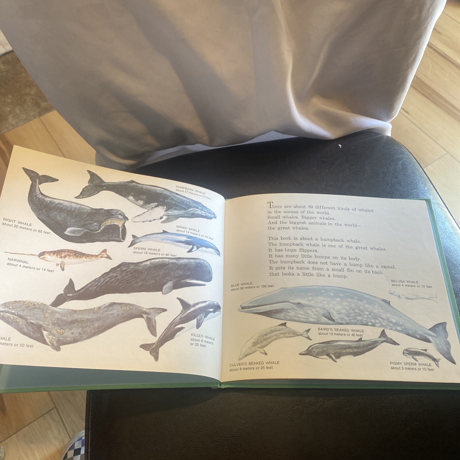 Little Whale. By Ann McGovern. 1979 HC Edition
