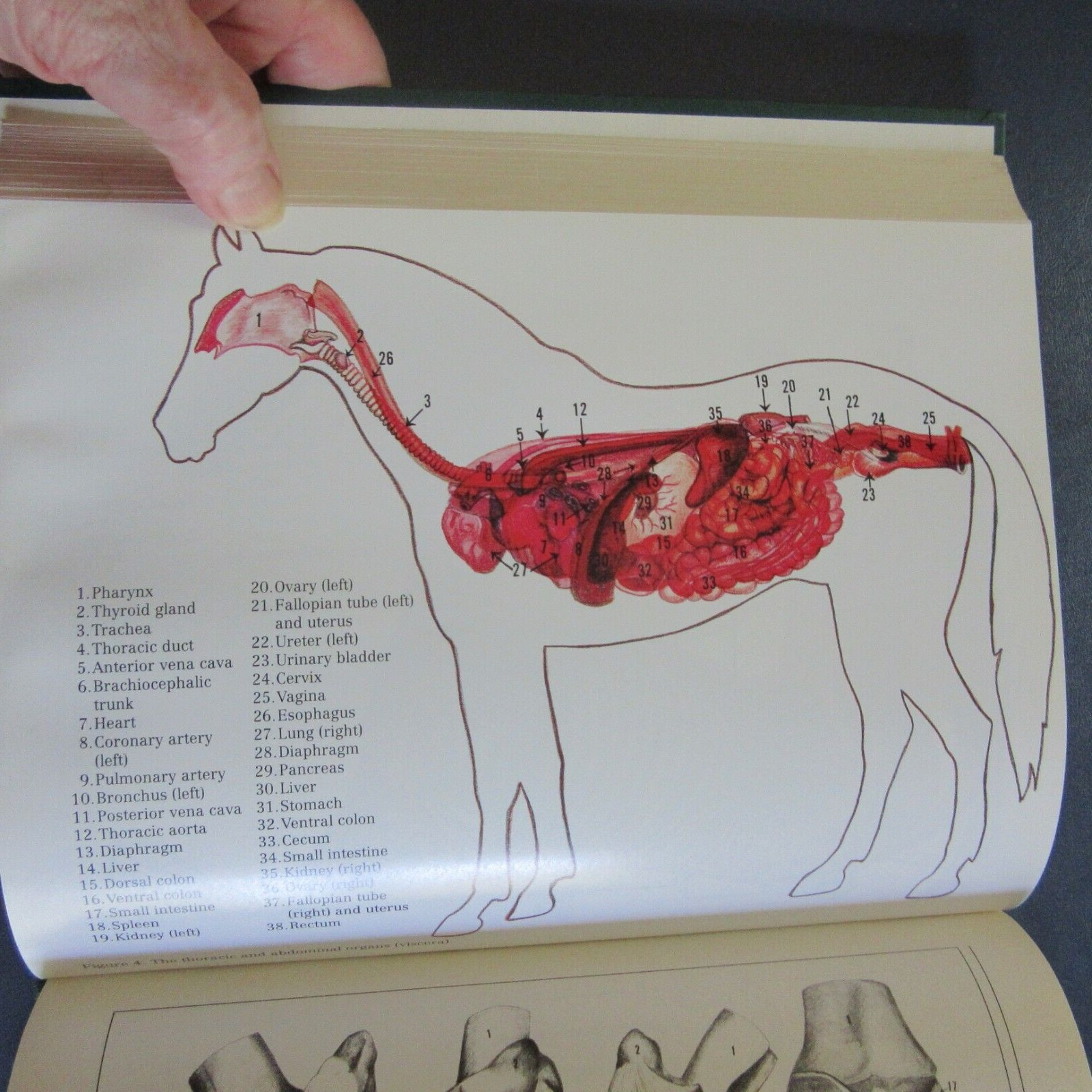 UCDAVIS Book of Horses ed. Mordecai Siegal 1996 first edition