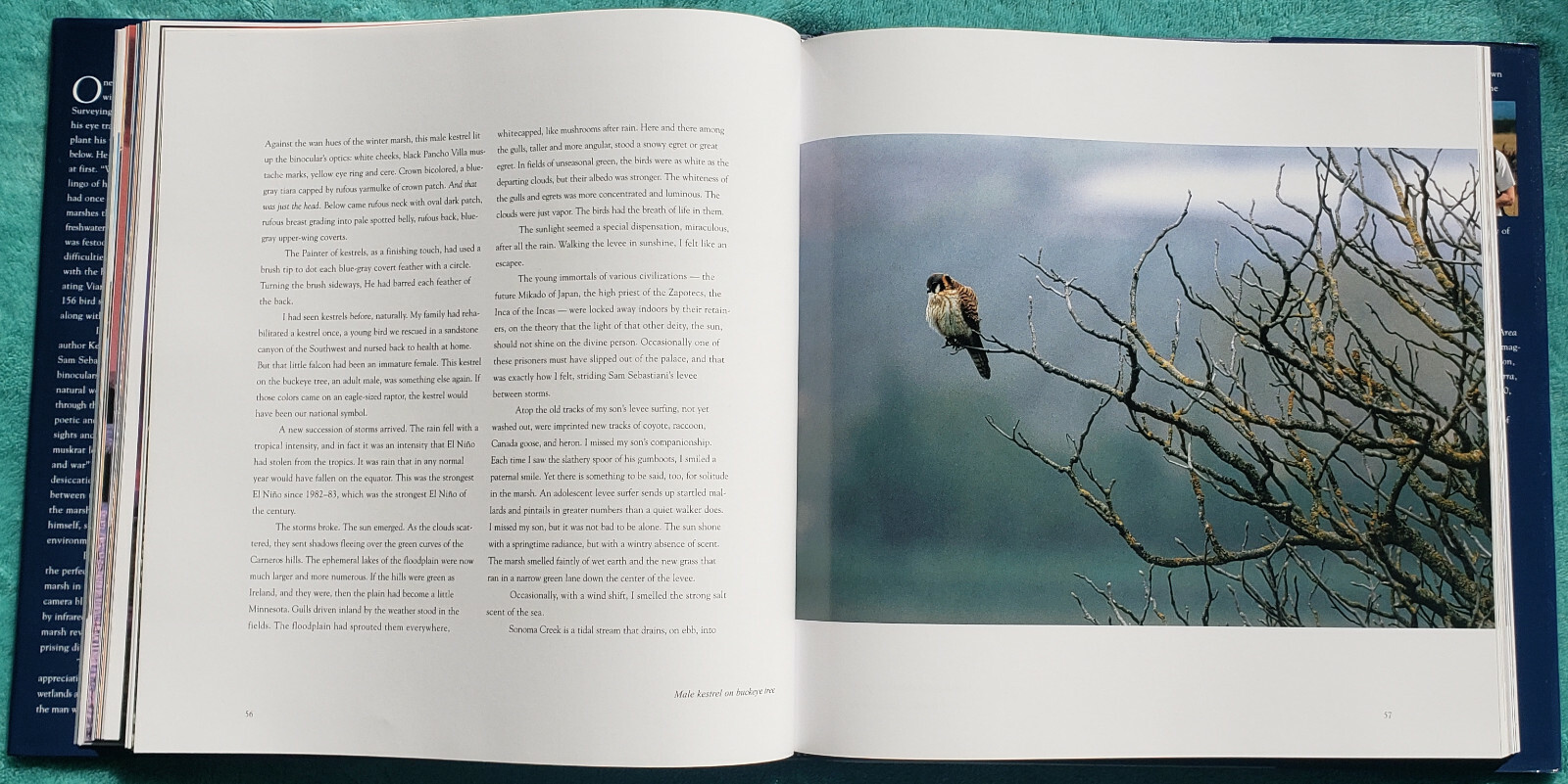 The Winemaker’s Marsh 4 Seasons In A Restored Wetland 2001 Hardcover 166 Pages