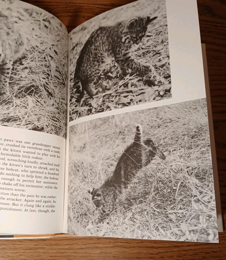 Bobcat Year By Hope Ryden 1981 Hardcover