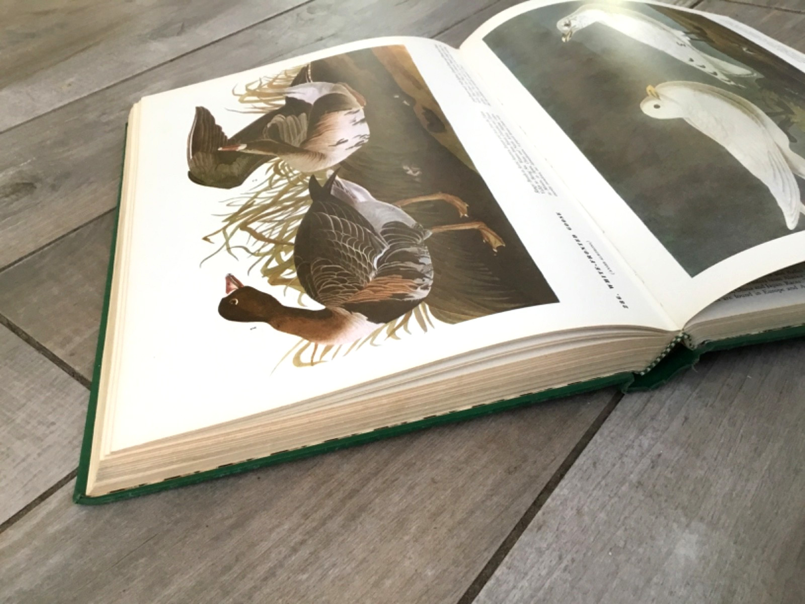 BIRDS OF AMERICA John Audubon McMillan Co Color Plate Prints 10th Printing 1974