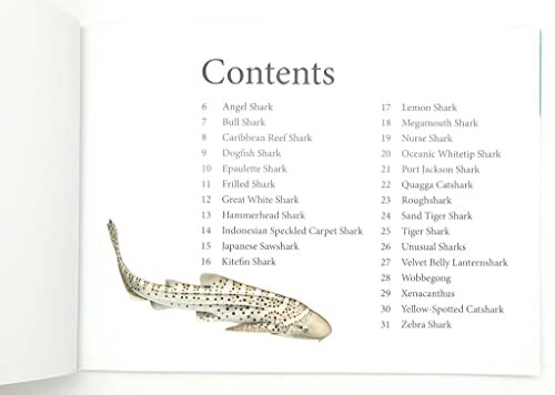 A-Z of Sharks – The Alphabet o – Hardcover – VERY GOOD