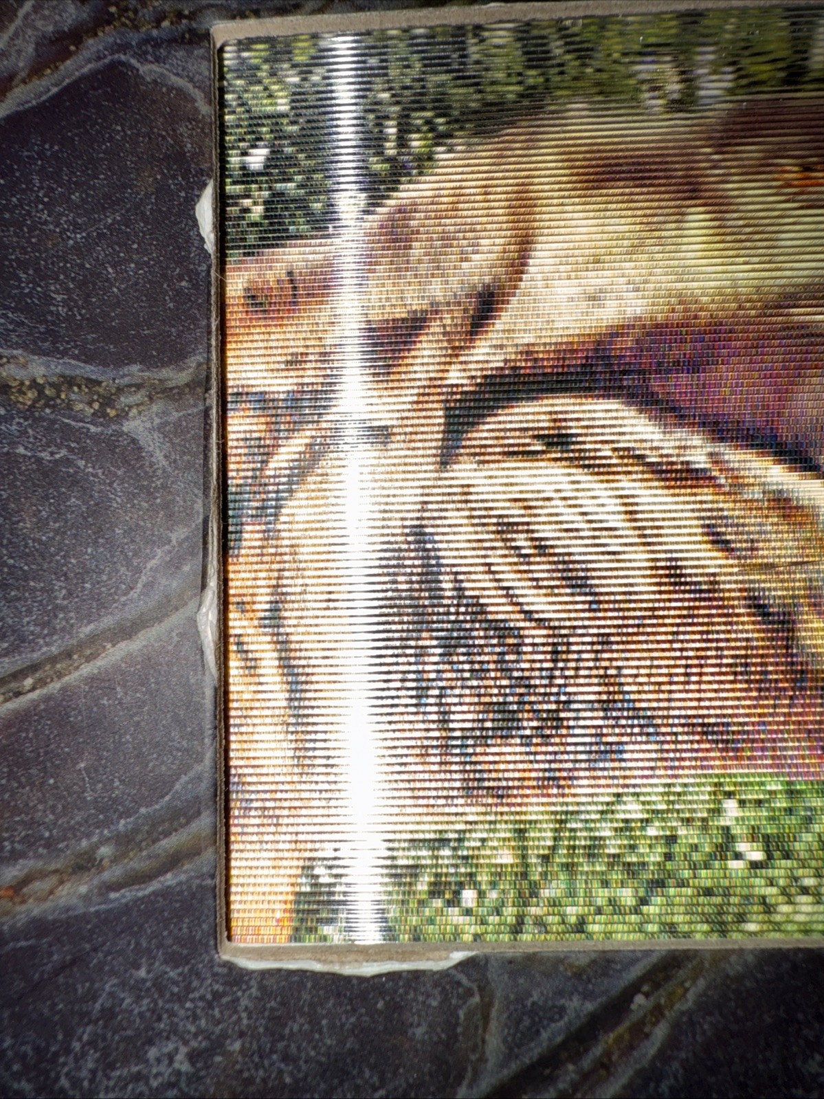 Dinosaur A Photicular Book Created By Dan Kainen Written By Kathy Wollard. Used