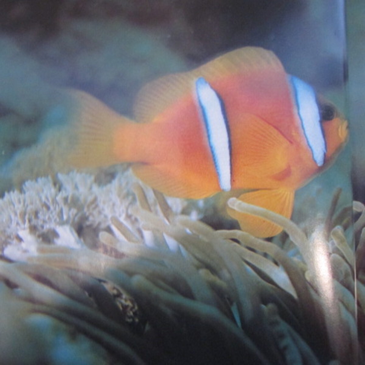 Anemonefishes of the World by Dr. Gerald R Allen
