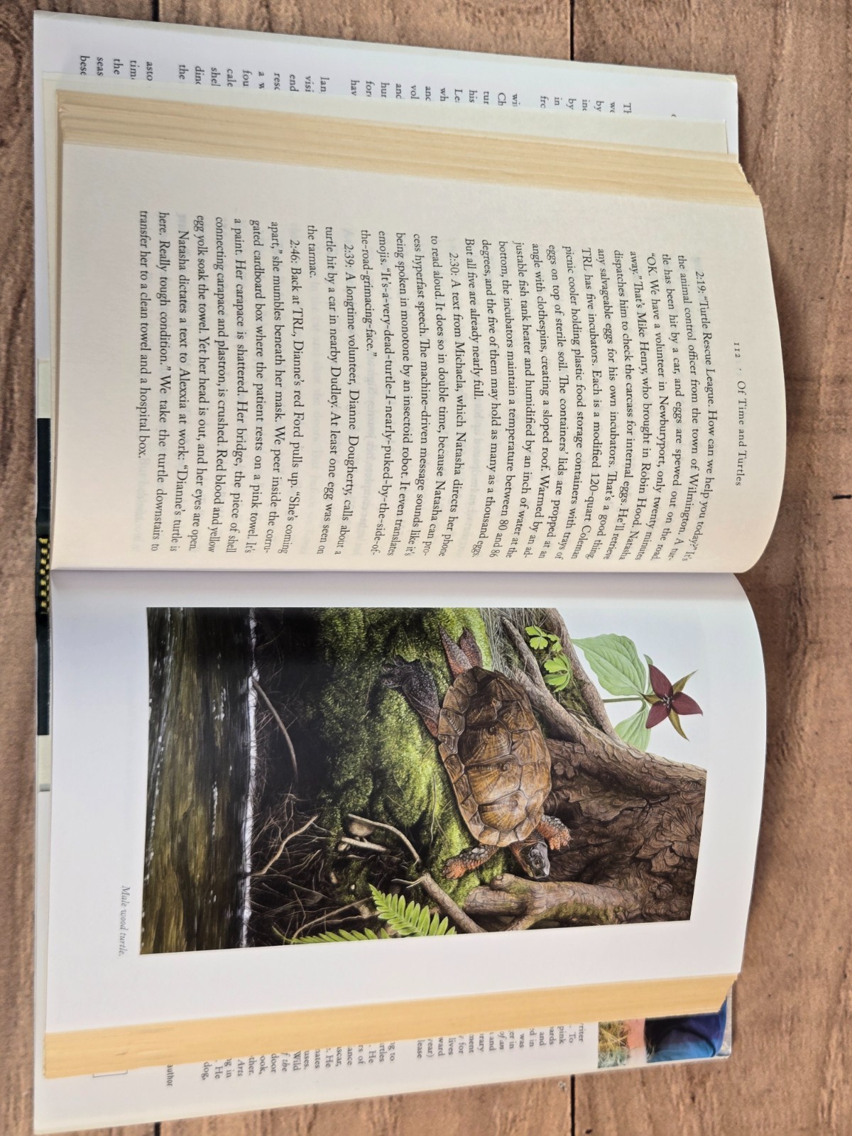 Of Time And Turtles: Mending The World, Shell By Shattered Shell Sy Montgomery