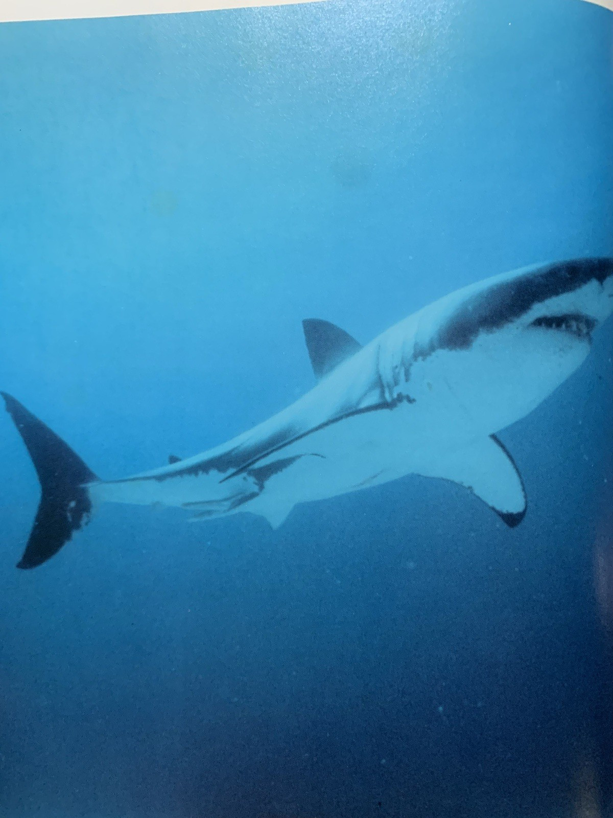 GREAT WHITE SHARK By Richard Ellis & John E. Mccosker – Hardcover w/ Dust Jacket