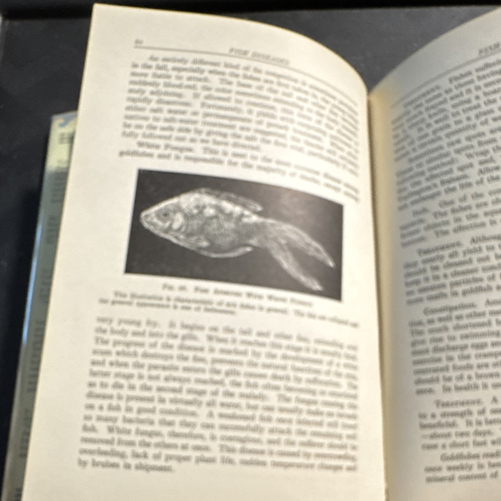 William T. Innes – Goldfish Varieties & Tropical Aquarium Fishes – 1931