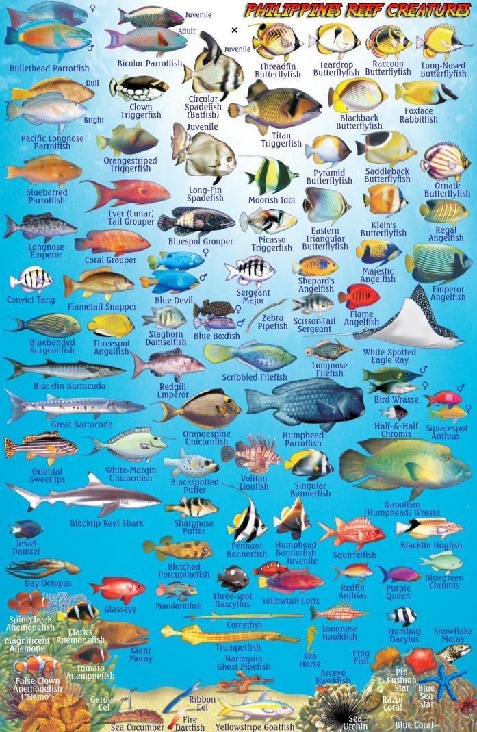 Philippines Dive Map & Coral Reef Creatures Guide Waterproof Fish Card
